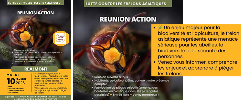 Photo d'un frelon avec le texte de cet article